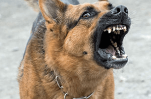 Dog Bite attorney florida